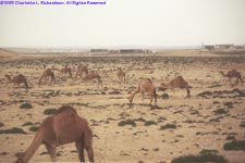 camel herd
