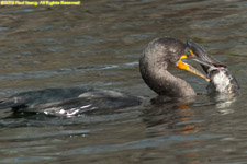 cormorant with gar