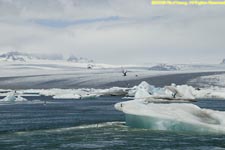 icebergs, glacier, and terns