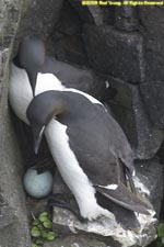 pair of Brunnich's guillemots with egg