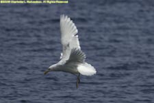 adult glaucous gull in flight
