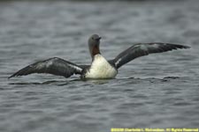 red-throated loon display