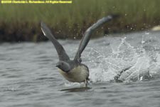 red-throated loon taking off