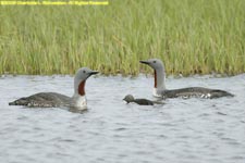 red-throated loon family