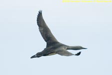 red-throated loon in flight