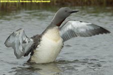 red-throated loon display