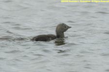 red-throated loon chick