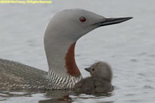 red-throated loon and chick