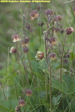 water avens