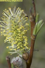 woolly willow catkin