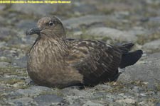 great skua on the nest