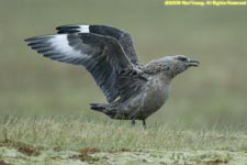 great skua with wings lifted