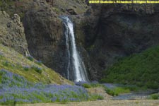 waterfall with lupines