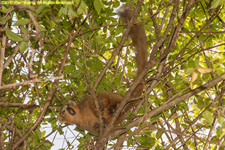 crowned lemur