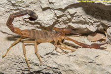 scorpion