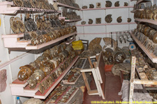 ammonite shop