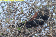 coucal