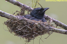 drongo nest