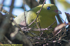 green pigeon nest