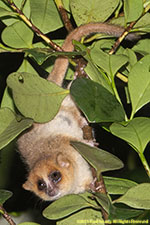 mouse lemur