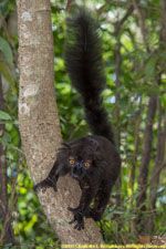 male black lemur