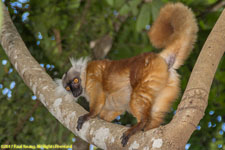 female black lemur