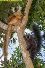 male and female black lemurs