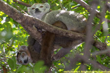 crowned lemur pair