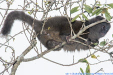 bamboo lemur