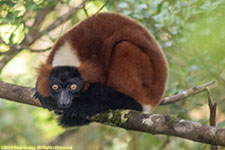 red-ruffed lemur