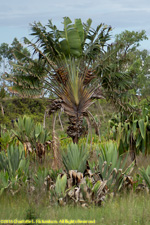 traveler's palm