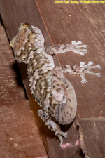 gecko