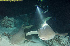nurshe sharks and diver