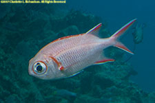 soldierfish