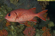 soidierfish