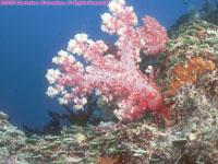 pink soft coral