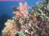 soft coral, fire coral, and tunichates