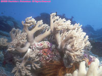 soft coral and crinoid