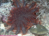 crown-of-thorns sea star