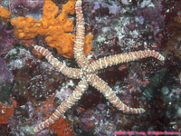 knobby sea star