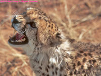 cheetah snarling
