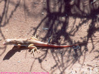 wedge-snouted desert lizard