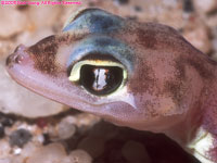 head of Palmato gecko