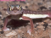 Palmato gecko