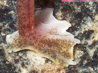 foot of Palmato gecko