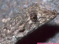 common Namib day gecko