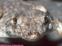 common Namib day gecko