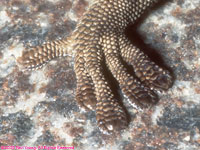 foot of Bradfield's Namib day gecko