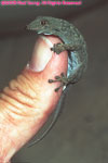 Bradfield's Namib day gecko on thumb