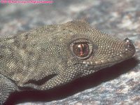 head of Bradfield's Namib day gecko